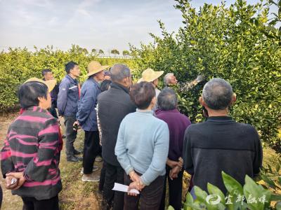 “农技课堂”橘园开讲
