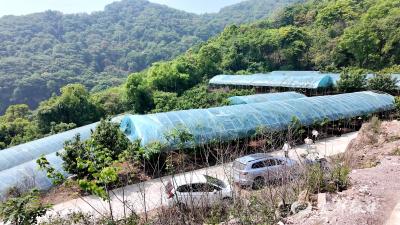 架锅山的樱桃熟了 采摘尝鲜正当时