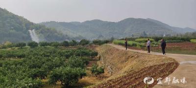 龙口子村150亩柑橘园“云端”护绿