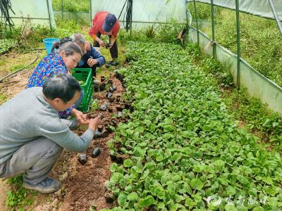 宜都：从“沉睡地”到“希望田”，一颗金瓜的乡村蜕变