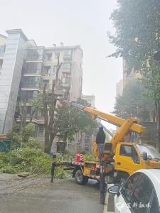 大树“理发” 阳光回归