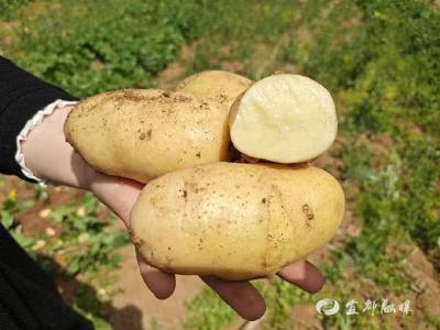 白家淌村200亩土豆喜获丰收