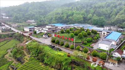 从鲜叶到好茶 智能化赋能茶产业提质增效