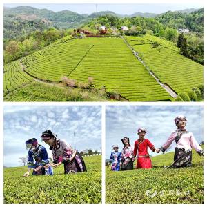 宜都市春茶嘉年华暨第十一届茶乡女儿会17日举行