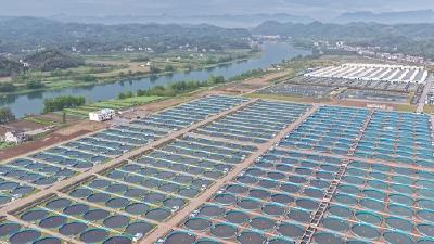 【中国农网】一江碧水如何“育成”世界鲟都？