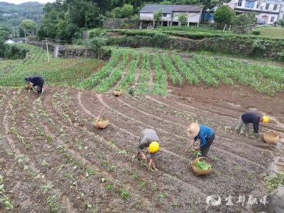 他们赤脚踩泥，帮邻居栽上了红薯苗……