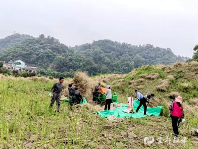 油菜丰收满山坡 乡村振兴好“油”头 