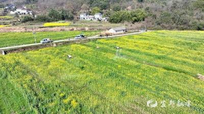 雨前抢收忙，宜都松木坪镇40万斤油菜籽安家“避风港”