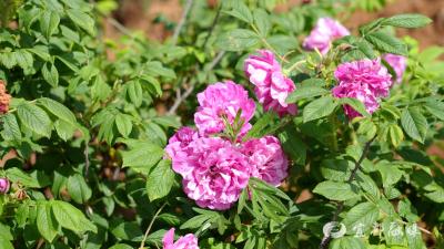 宜都藏着个玫瑰致富园