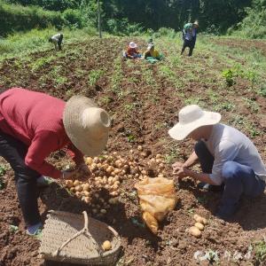 宜都：两村“牵手”，撂荒地长出富民“金豆豆”
