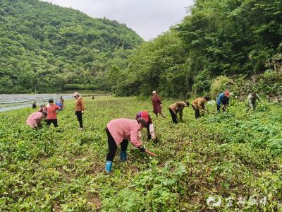 “直播带货”让半高山生态土豆走出深山  