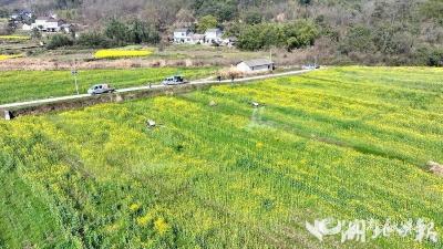 雨前抢收忙，松木坪镇40万斤油菜籽安家“避风港”