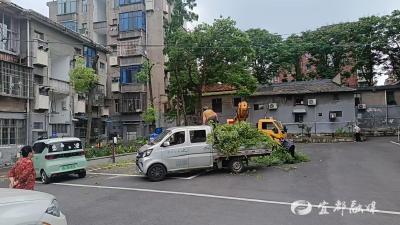 告别“头顶悬枝”！多方联手筑牢居民安全防线