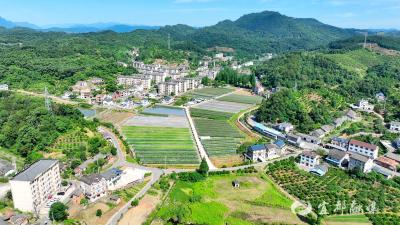 高坝洲镇水果玉米清甜上市