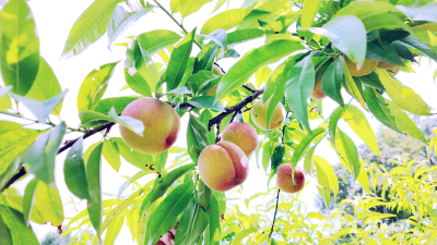 宜都：百亩桃园喜丰收 甜蜜产业铺就富民之路