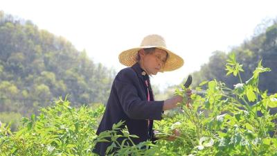 深山荒地“长出”金色花海