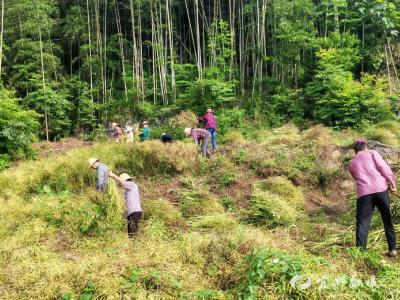 割、捆、挑、运……40余村民组团“雨口夺粮”