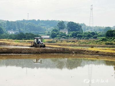 湖北宜都：土地巧轮作 “轮”出稻油双香丰收景