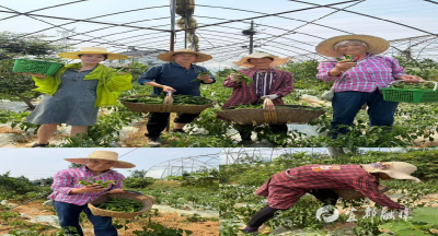村干部带着干，30亩闲置地种出“辣椒海”