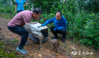 湖北宜都：警民同心接力，成功救助国家一级保护动物小灵猫