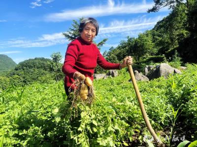 湖北宜都：5000斤“金豆豆”乘“云”闯出大山