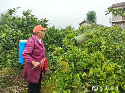 联防共治 守护“甜蜜产业”