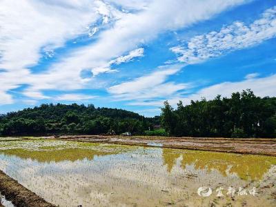 湖北宜都：机械田间起舞 60亩良田告别“弯腰时代”