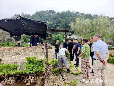 30亩黑米+20亩珍珠米，弭水桥村这碗“特色饭”真香！
