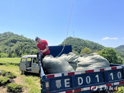 “飞的”上山岗！老茶园有了新“活法”