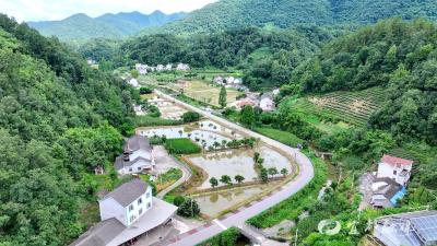 弭水桥村试种50亩特色水稻完成插秧