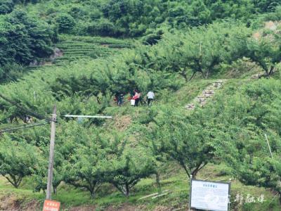 夏家湾村果香满园甜润初夏