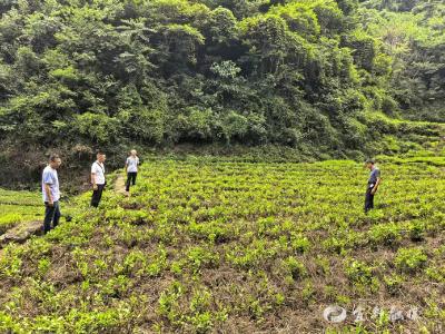 一亩补贴200元！宜都这个村发放“复活红包”唤醒老茶园