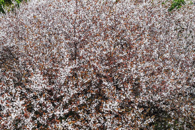 湖北巴东：樱花盛开，春色满园！