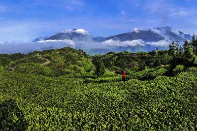 喜讯频传　巴东茶业再获两项大奖