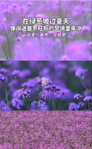 湖北巴东：七彩花海“圈粉”游客