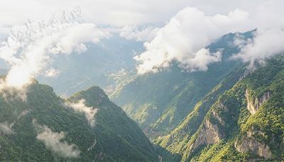 大山深处藏好茶——小神农架村野茶采摘侧记