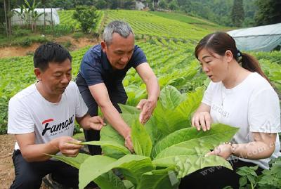 田间“把脉”除病害——巴东金果坪乡“植物医生”下乡诊疗记