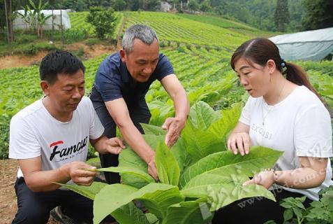 田间“把脉”除病害——巴东金果坪乡“植物医生”下乡诊疗记