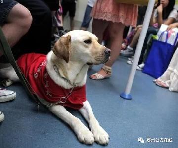 8月30日，鄂州启动导盲犬计划，您接受这样文明和暖暖的爱吗！  