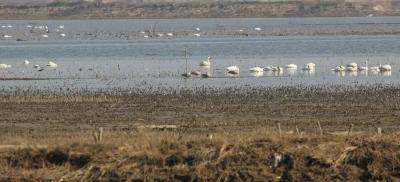 鄂州梁子湖发现珍稀濒危水鸟“斑头雁”