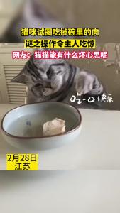 猫咪试图吃掉碗里的肉 谜之操作令主人吃惊 网友:猫猫能有什么坏心思呢