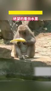 猴子吃香蕉，一不小心香蕉掉进水里，绝望的看向水里