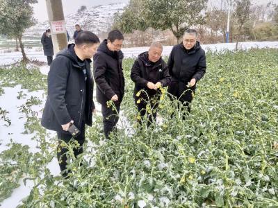 田间地头施“良方” 保障“菜篮子”稳产保供