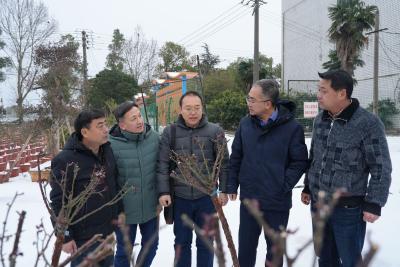 农技专家雪中送“技”