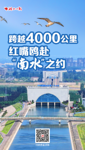 跨越4000公里 红嘴鸥赴“南水”之约