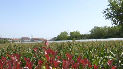 5万斤成熟玉米待售！种植户盼援手解困