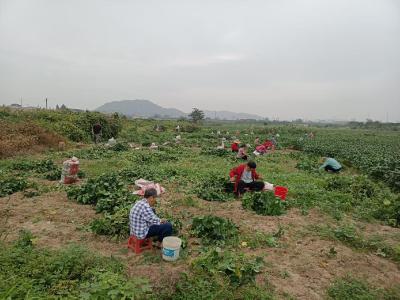 樊口月河村：200余亩毛豆迎丰收 撂荒地变“增收田”