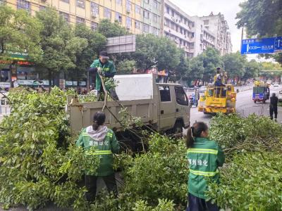 除隐患 焕新颜 行道树“美发”忙