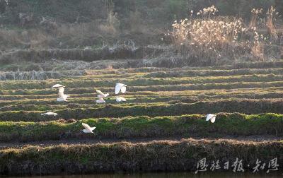 绿水青山育珍馐 ——利川莼菜的生态重生与富民路 