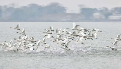 中国太保产险鄂州中支筑起“护鸟保收”双防线